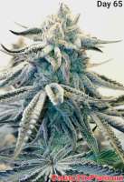 33rd Degree archive 1