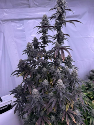 An image of Bananacane