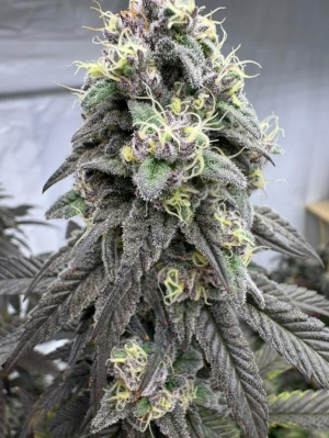 An image of Bananacane