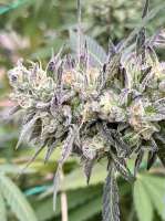 Deluxe Slurbet archive 4