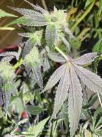 Fierce Animal archive 1