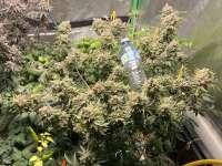 Jelly Breath S1 archive 1