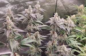 King Kush Breath archive 1