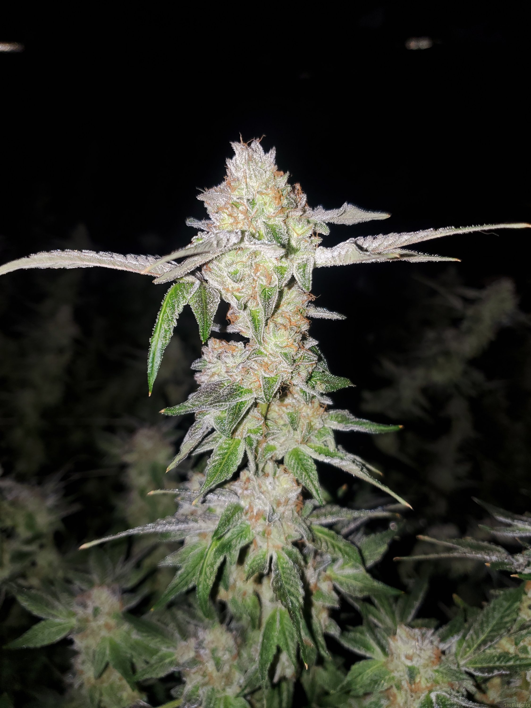 OGKB V2.1 flowering cannabis, as labeled by the cited photo source