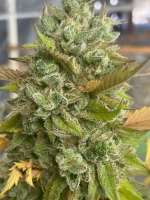 An image of Platinum Kush Breath Remix