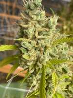 An image of Platinum Kush Breath Remix