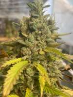 An image of Platinum Kush Breath Remix
