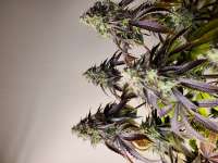 An image of Platinum Kush Breath Remix