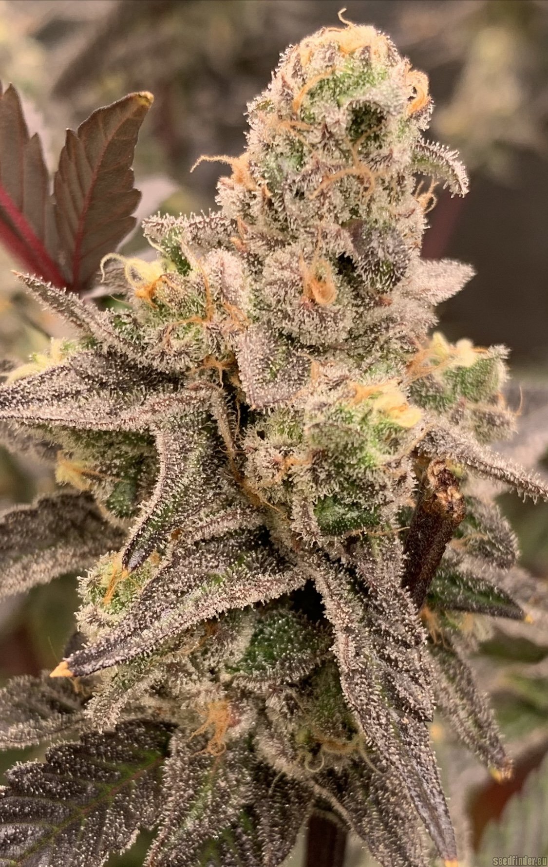 Platinum Kush Breath Remix flowering cannabis, as labeled by the cited photo source
