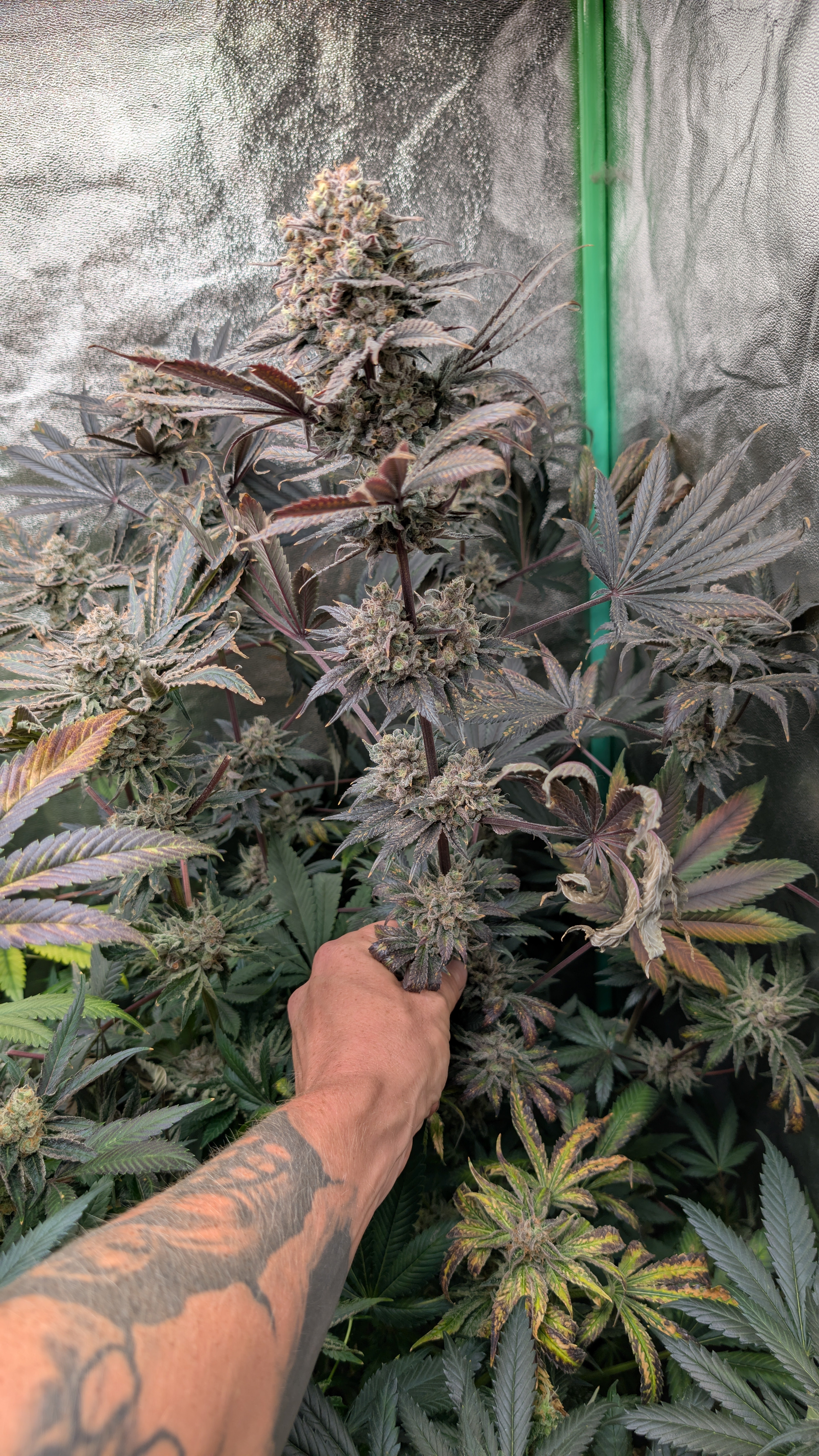 Slurmint IX flowering cannabis, as labeled by the cited photo source