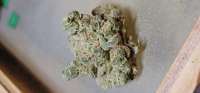 Slurricane: strain page photo, credit seedfinder.eu, copyright status shown with credit copyright unverified