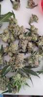 An image of Slurricane #7 S1