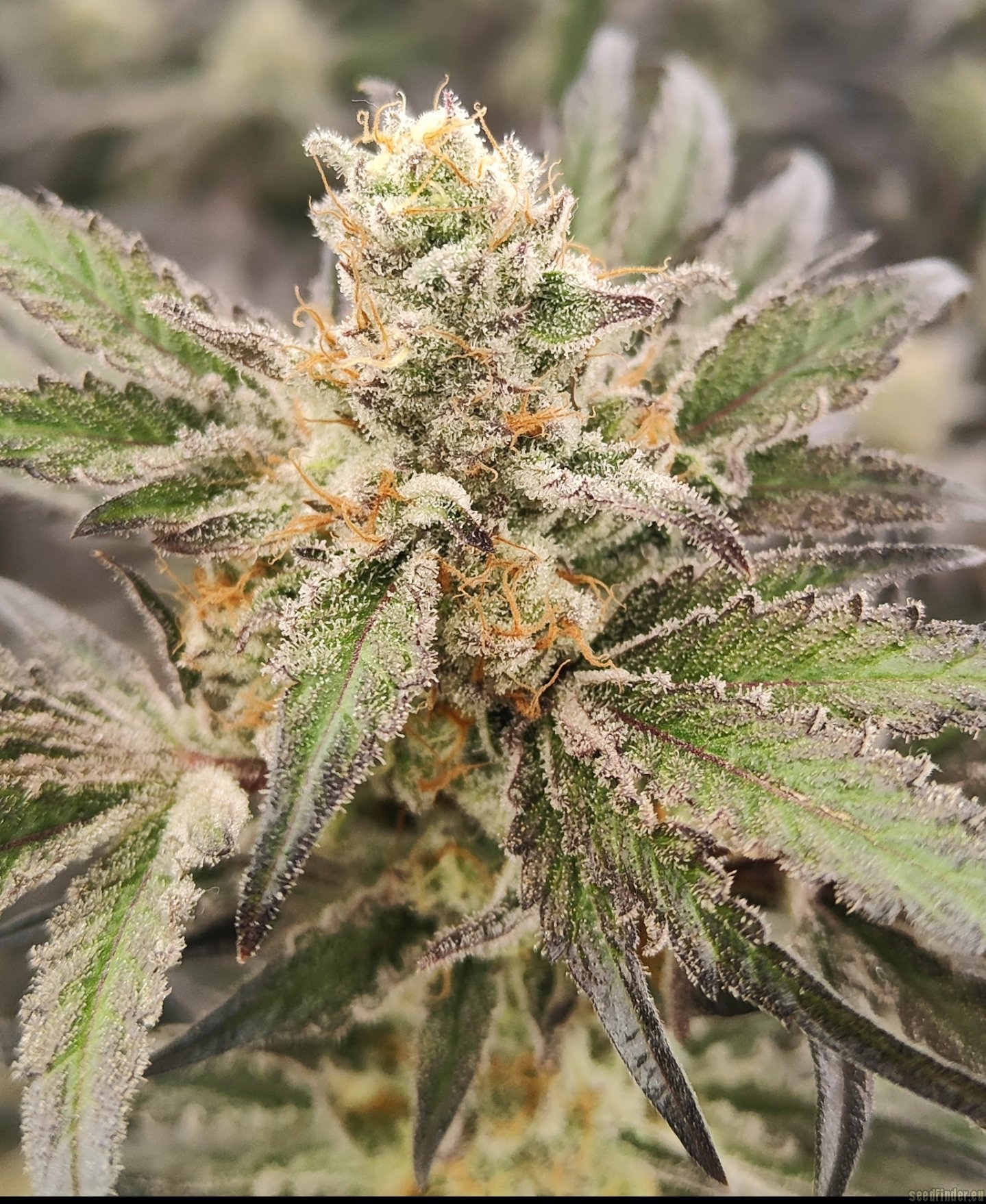 Sugar Cane flowering cannabis, as labeled by the cited photo source