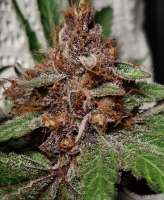 An image of Sweet Cherry Pie