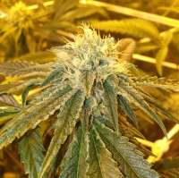 Banana Caked archive 4