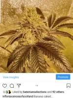 Banana Caked archive 3