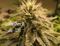Insane Chem 91