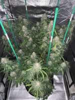 Golden Goat: strain page photo, credit seedfinder.eu, copyright status shown with credit copyright unverified