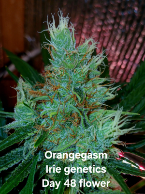 An image of Orange Gasm