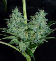 Jamaican Chocolate archive 3