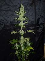 Jamaican Chocolate archive 1