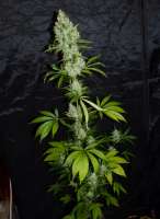 Jamaican Chocolate archive 2