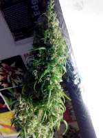 An image of Lemon Kobra
