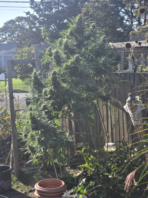 An image of Cherry AK47 F3