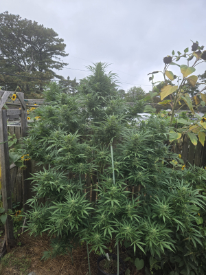 An image of Cherry AK47 F3
