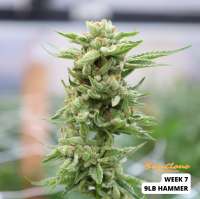 9lb Hammer: strain page photo, credit seedfinder.eu, copyright status shown with credit copyright unverified