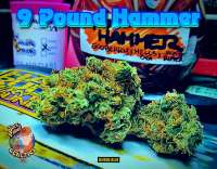 9lb Hammer: strain page photo, credit seedfinder.eu, copyright status shown with credit copyright unverified