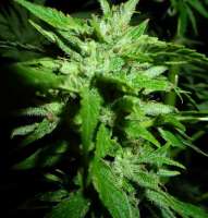 An image of Blue Hawaiian