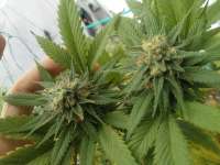 An image of Blue Hawaiian
