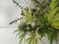 Blue Hawaiian: strain page photo, credit seedfinder.eu, copyright status shown with credit copyright unverified