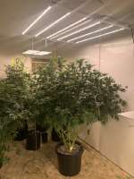 Florida Oranges archive 1