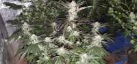An image of Jungle Mints