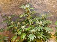 An image of Jungle Mints