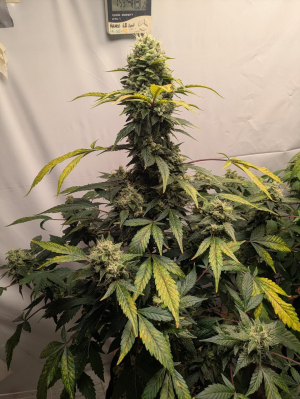 An image of Behemoth