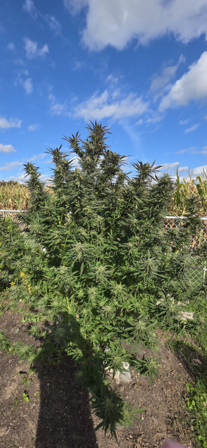 Image #12102686909384104