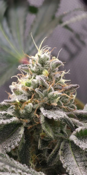 An image of Blue Surge