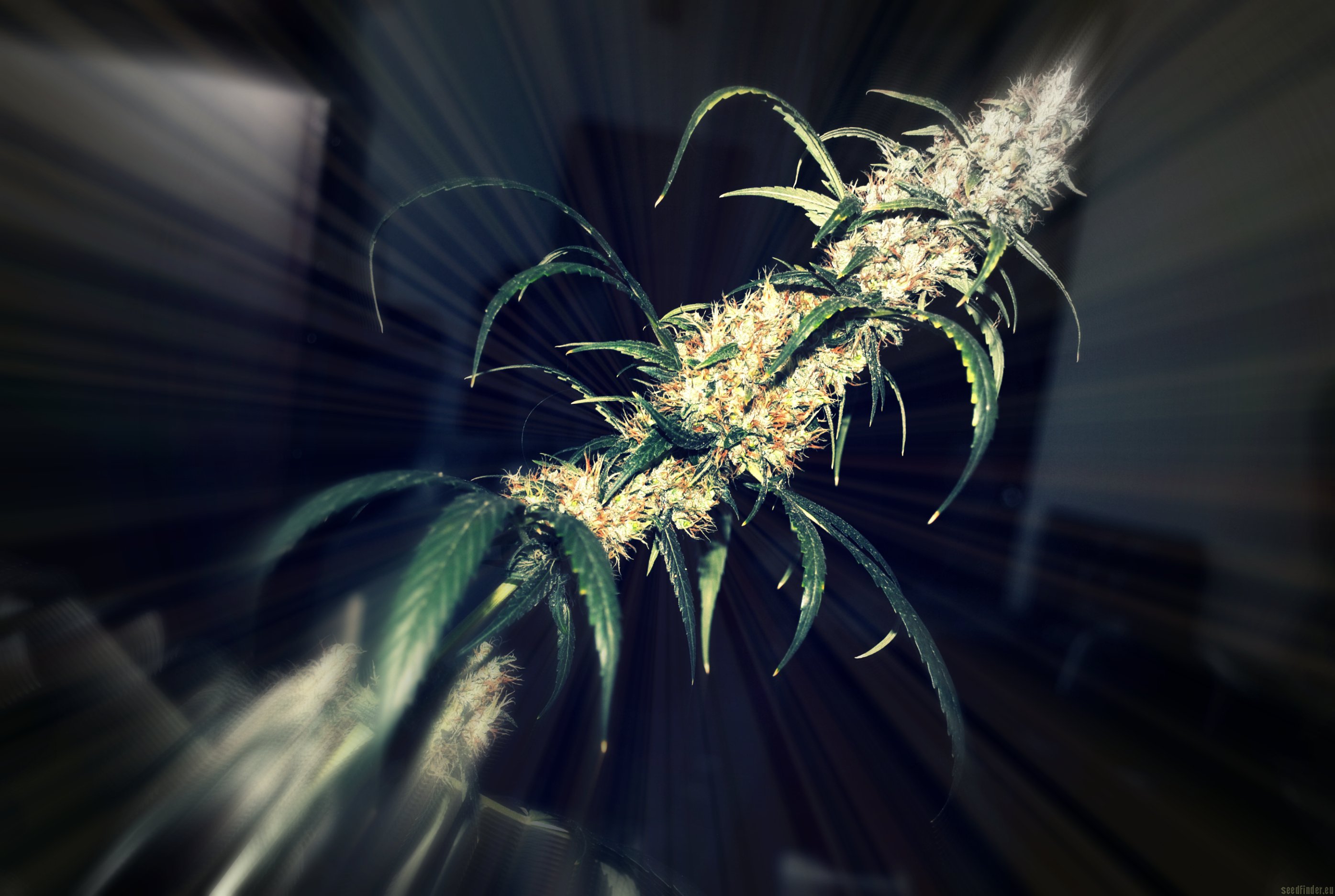 KC 33 flowering cannabis, as labeled by the cited image source