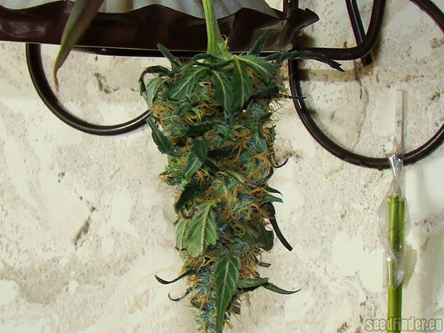 KC36 flower, as labeled by the cited photo source