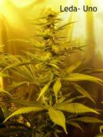 Leda Uno