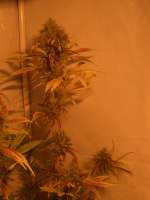 Mango: strain page photo, credit seedfinder.eu, copyright status shown with credit copyright unverified