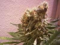An image of Spontanica