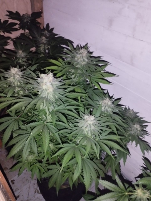 Kalashnikov Original archive 1