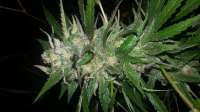 An image of Moscow Blueberry