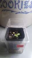 An image of Moscow Blueberry
