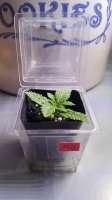 An image of Moscow Blueberry