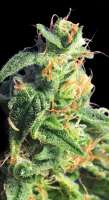 An image of BCN Diesel